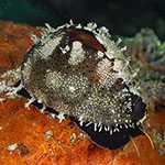 Lyncina vitellus